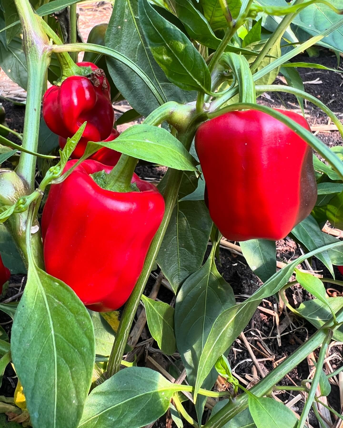 Freilandwerk – Galerie Bild 6